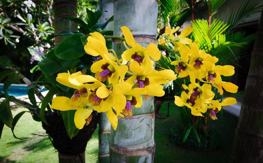 Villa Sipo เซมินยัค ภายนอก รูปภาพ